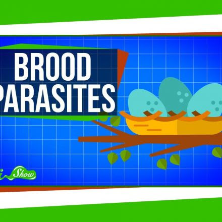Brood Parasites