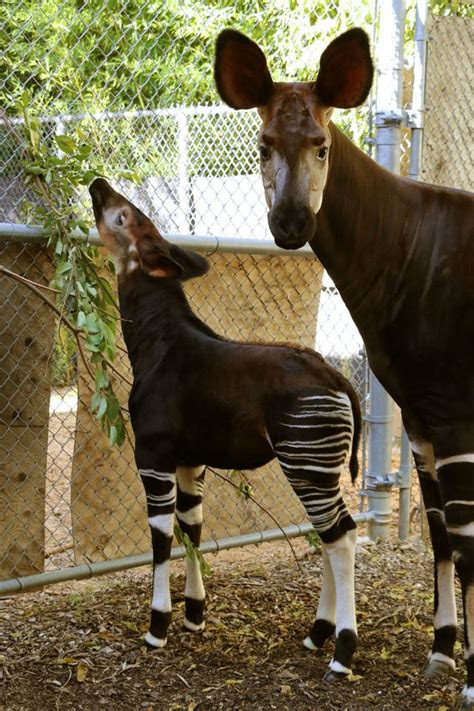 There is no official advice on when babies can eat chocolate, but doctors suggest avoiding foods with caffeine and added sugar until at least age 2. Dallas Zoo Welcomes 36th Okapi Calf - ZooBorns
