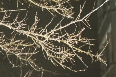 Icy branch outside our apartment