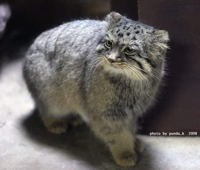 マヌルネコの子 名前は タビー アフリカゾウ チーター 写真 Cg日記