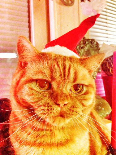 happy christmas cats