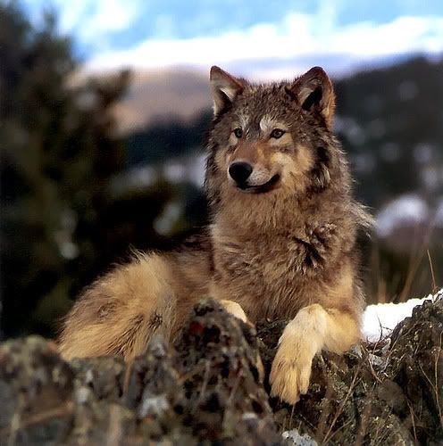 Saharah--Hunter/Fghter--Female ~Zoraz