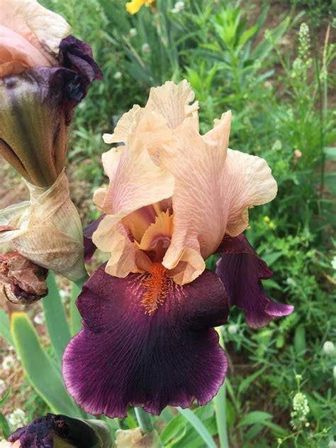 But there are plenty of backyard plants to choose fr. Tall Bearded Iris (Iris 'Latin Rock') in the Irises