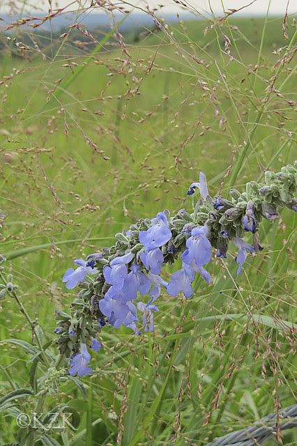 IMG_6575BlueSage