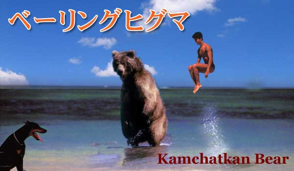 ヒグマ ベーリングヒグマ