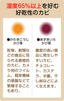 カビの種類と特徴 住まいの宝箱 住まいの裏技満載 部屋作りの工夫 お手入れ 素敵に変身させるコツ アイデアの宝箱
