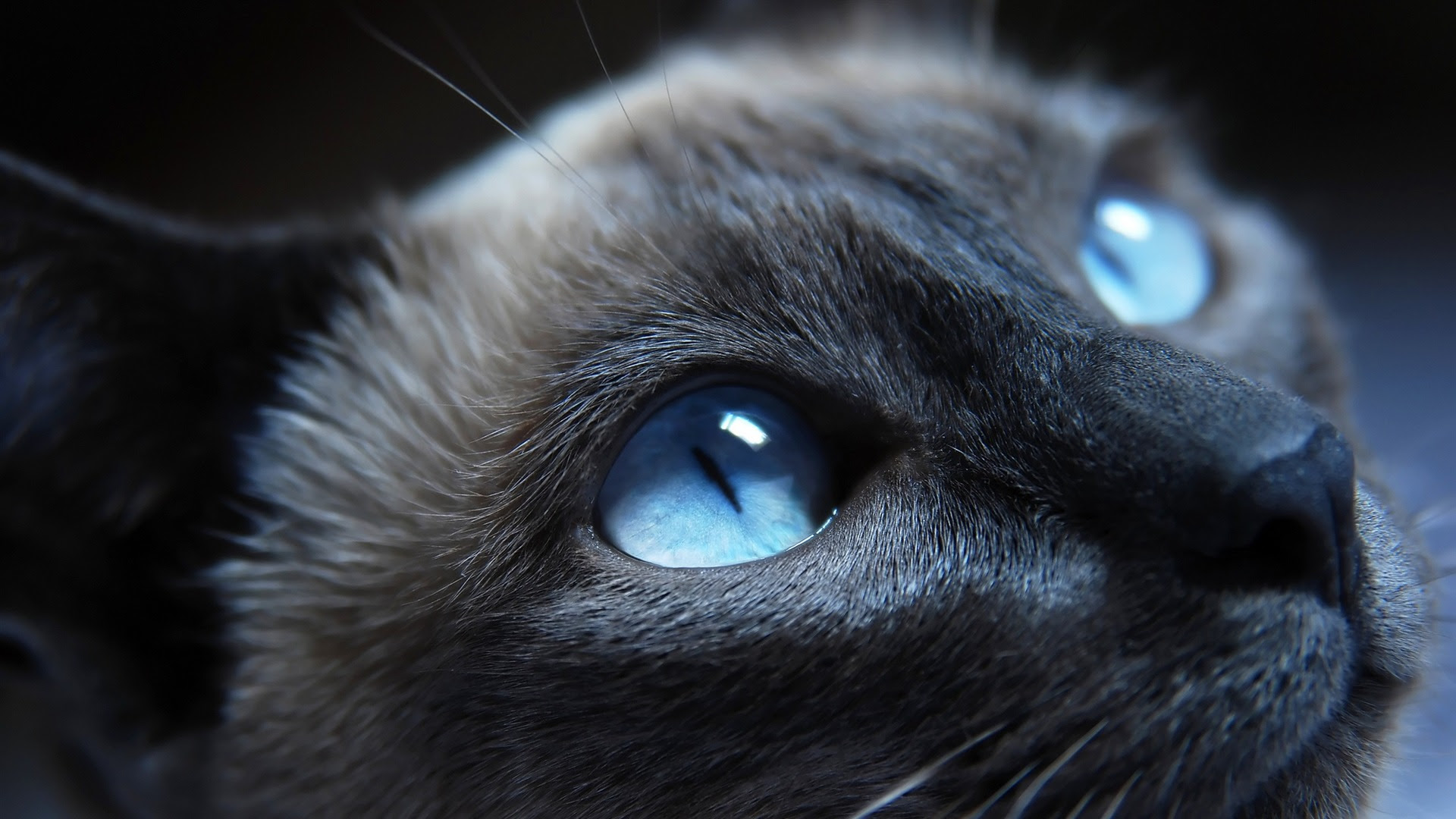 ダウンロード済み 19 X 1080 壁紙 猫 がとまろわっ