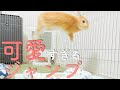 [最も欲しかった] うさぎ ��び跳ねる 284104-うさぎ 飛��跳ねる