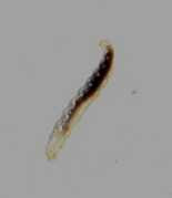 Insectes14terter