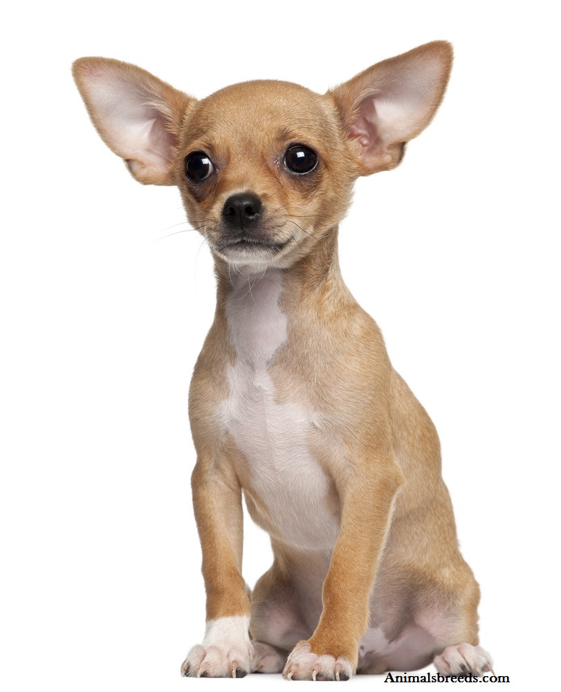 Chihuahua - Puppies, Rescue, Pictures, Information, Temperament, Characteristics | Animals Breeds