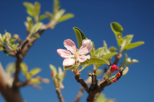 spring is here