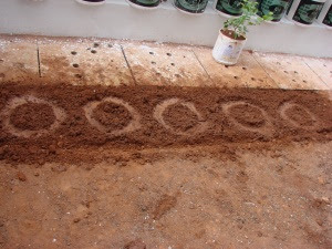 Gladiolus Bulbs goes there