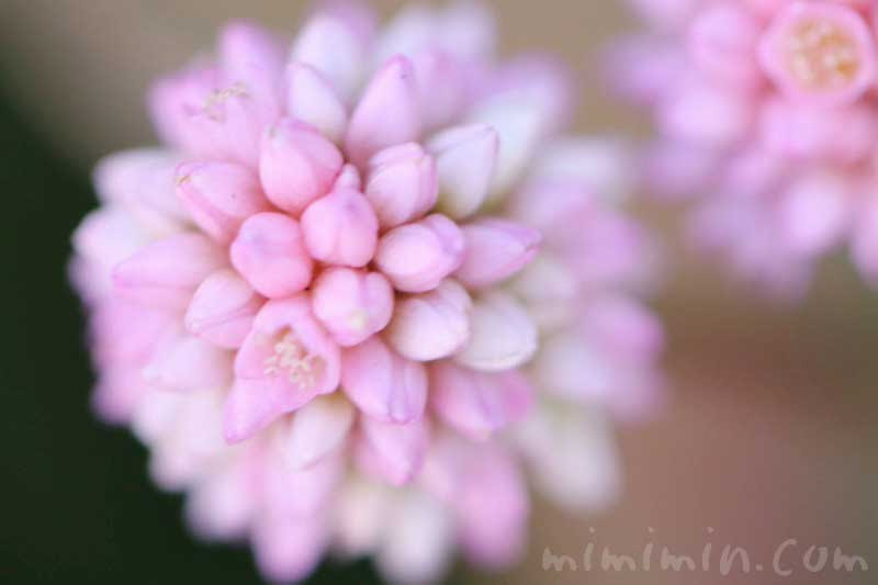 ポリゴナム ヒメツルソバ 姫蔓蕎麦 の花言葉 誕生花 みみみんブログ
