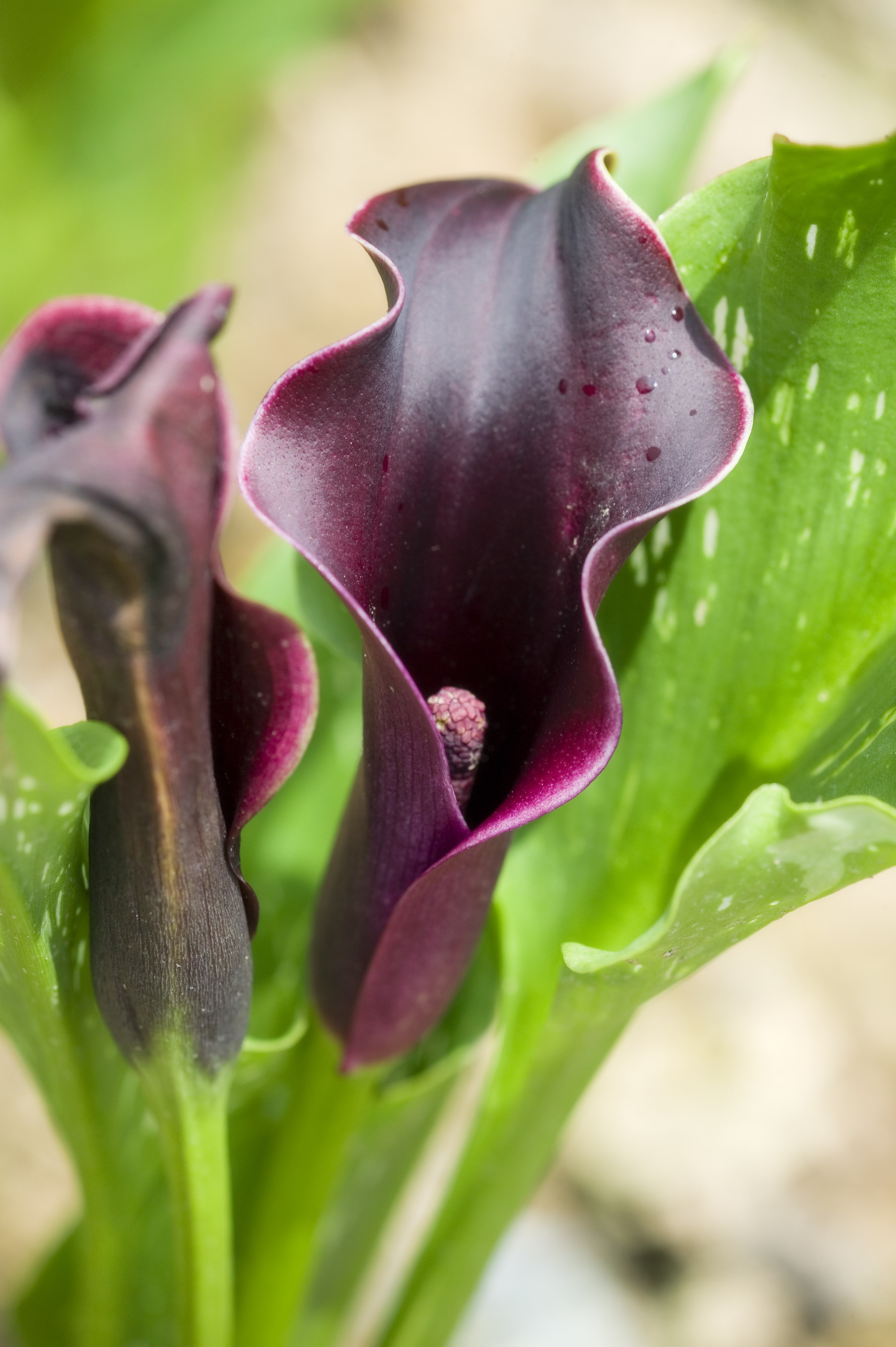 ゆんフリー写真素材集 No 3161 黒いカラーの花 日本 静岡