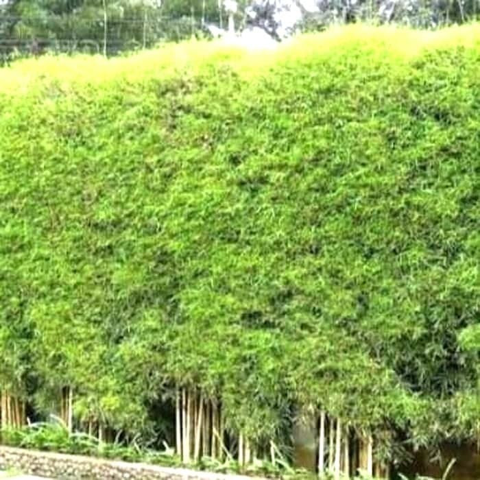 Ide Top Bambu Hias Jepang, Konsep Terbaru!