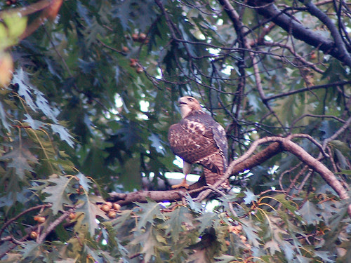 Divine Red-Tailed Hawk in Morningside Park