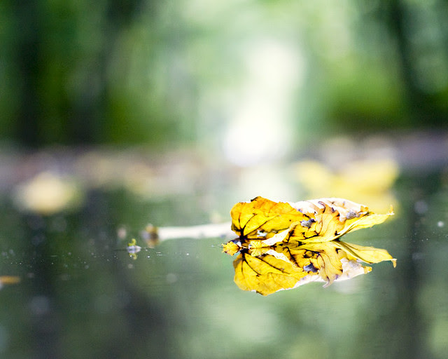 32/365 : leaf