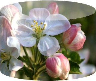 mes tubes printemps