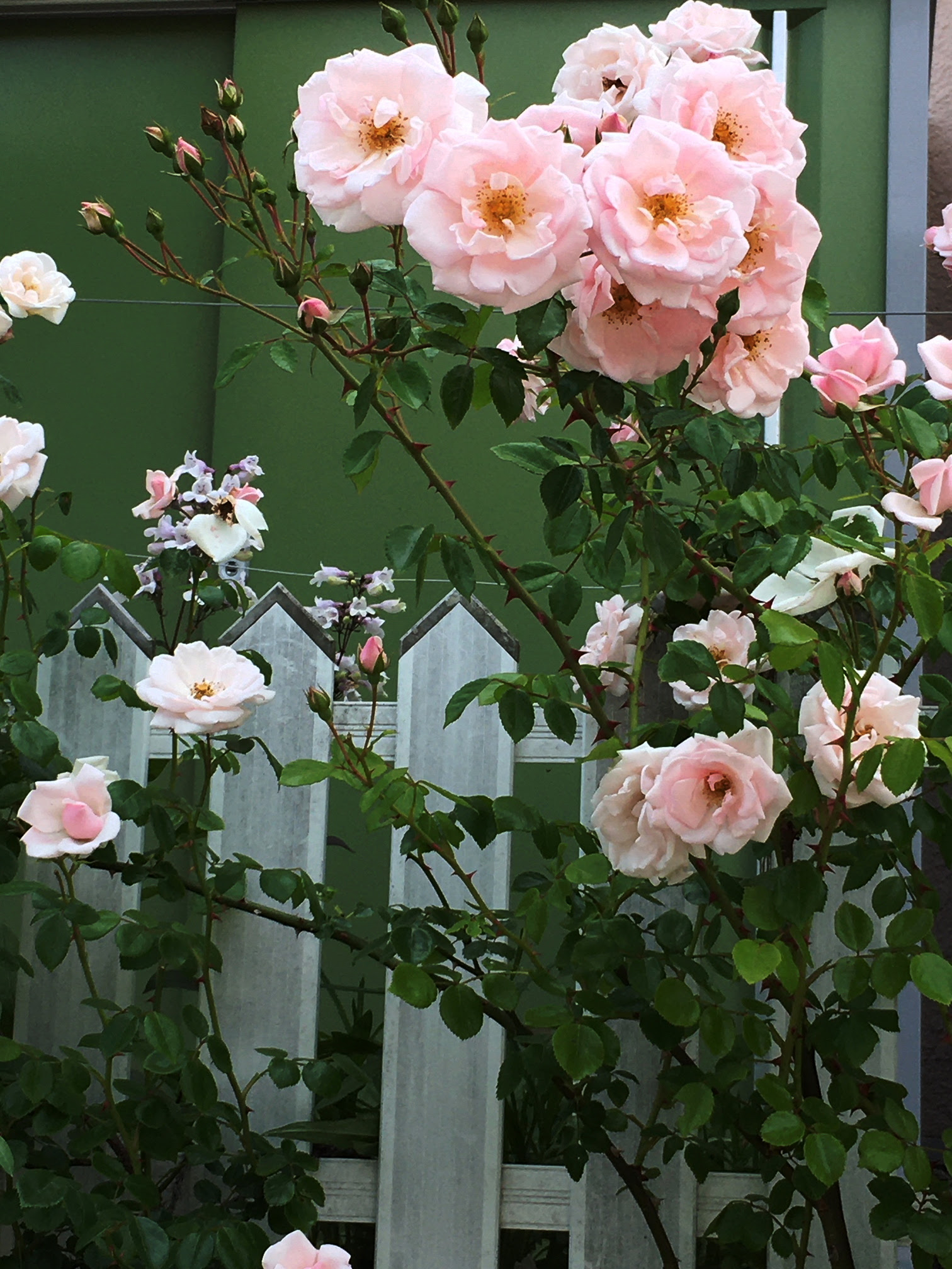 opengarden 弥生が丘 西山庭