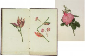 Tulipas, prímulas e rosas ilustram o estudo de Goethe A metamorfose das plantas