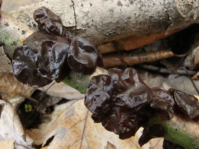 black witch's butter fungus