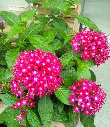 ペンタス 小さい花がいっぱい集まってきれい 花 東京の街かどの花