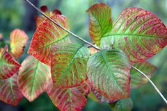 leaves 2