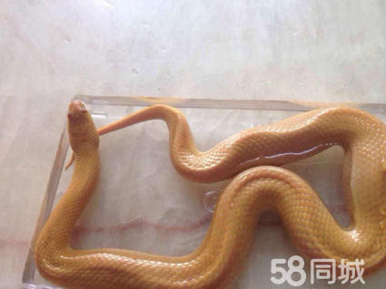 金色蛇图片 万图壁纸网
