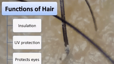 The Function Of The Root Hair Plexus Is To ________.