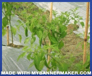 Create your own banner at mybannermaker.com!