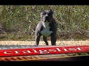 Trends Free Classifieds Dogs viral!