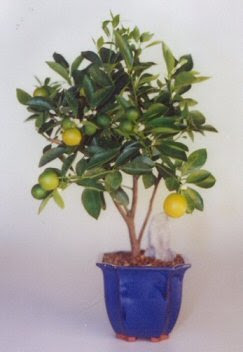 Bonsai Boy's Orange Citrus Bonsai Tree Calamondin Orange