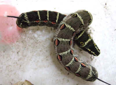 セスジスズメを食べて考えた