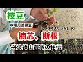 [無料ダウンロード！ √] 枝豆 育て方 摘心 122142-枝豆 育て方 摘心
