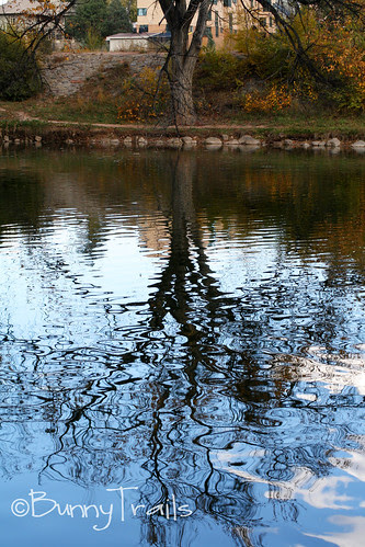tree reflection