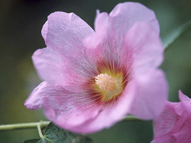フヨウ 花言葉 一覧 花図鑑 花の写真 フラワーライブラリー