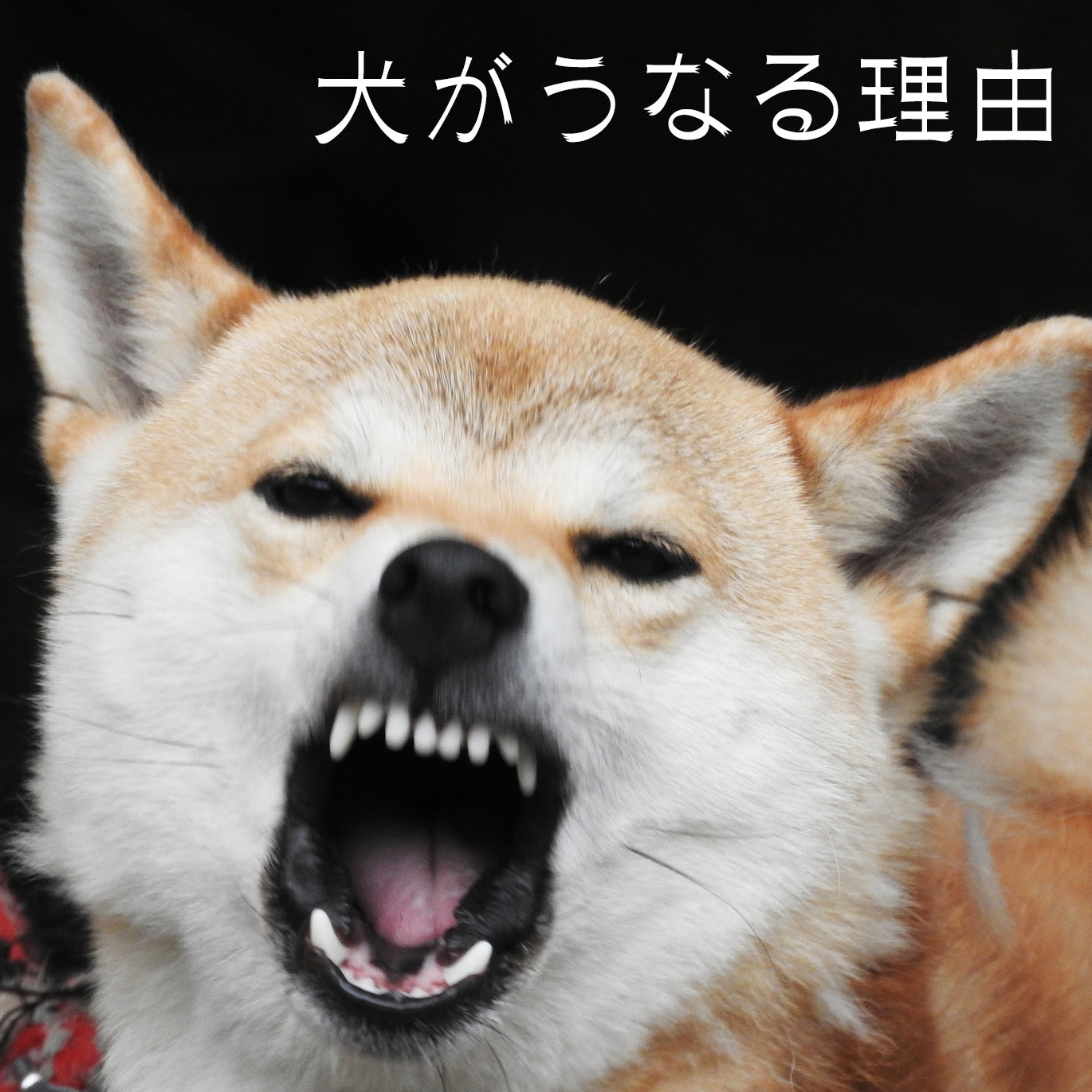犬が唸る理由は何 唸りやすい犬種と唸る状況別の対処法を紹介
