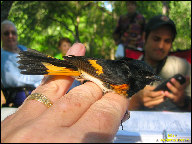 American Redstart