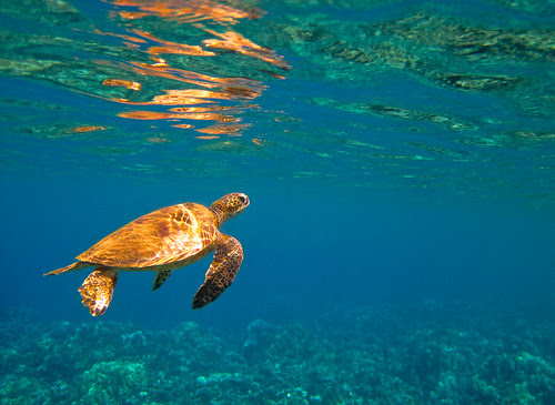Maui Sea Turtle