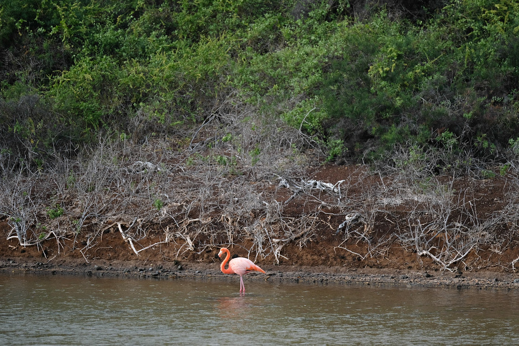 Galapagos Flamingos 