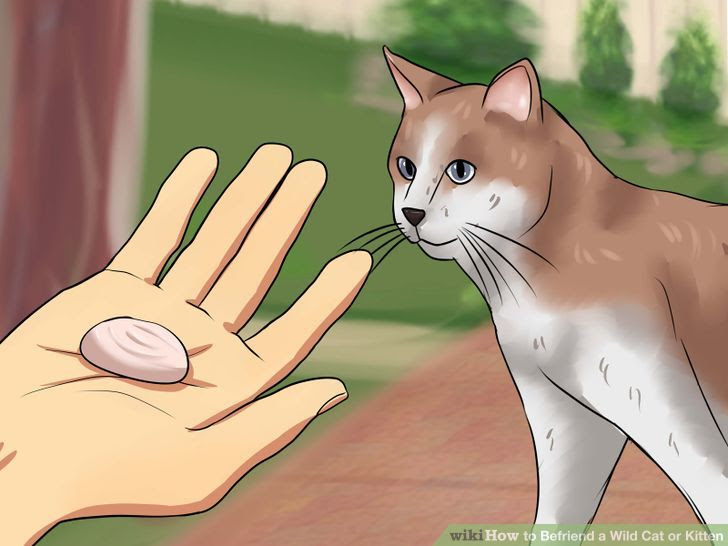Befriend a Wild Cat or Kitten Step 5 Version 2.jpg