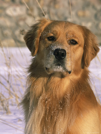 golden retriever. Golden Retriever in Snow