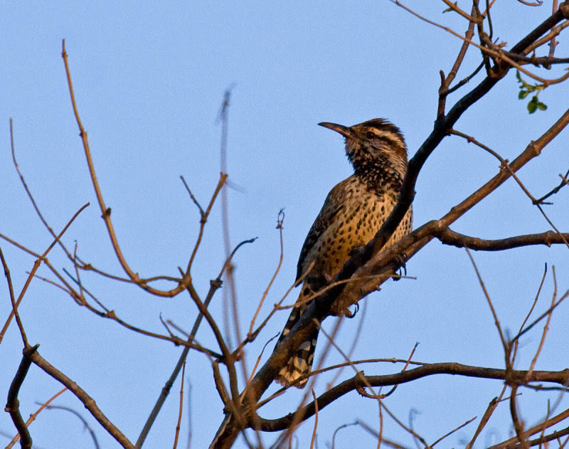 Cactus Wren