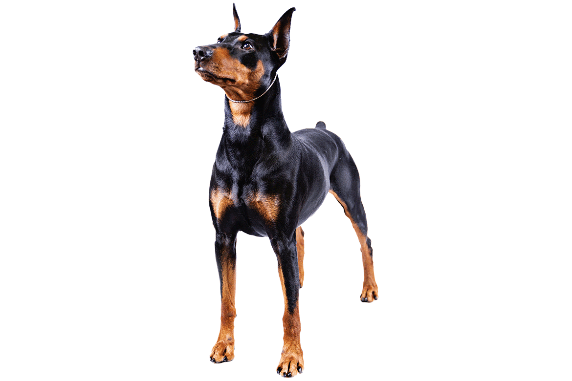 Baby German Pinscher pictures, Pictures of German Pinscher , German Pinscher picture, German Pinscher pictures gallery, German Pinscher photos
