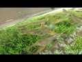 [コンプリート！] グッピー 屋外 飼育 221476-グッピー 飼育 屋外