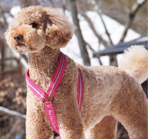 史上最も激安い犬 首輪 作り方 簡単 犬 ハーネス 首輪豊富な品揃え 新