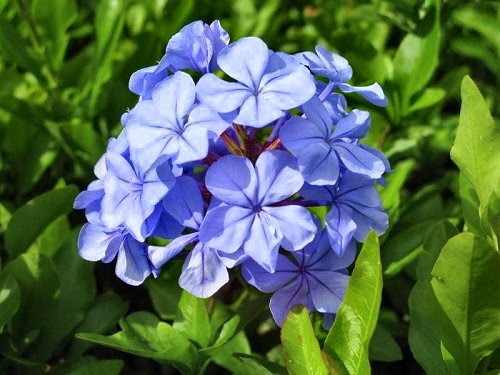 20100417-rq-reidspalace-08-Plumbago auriculata