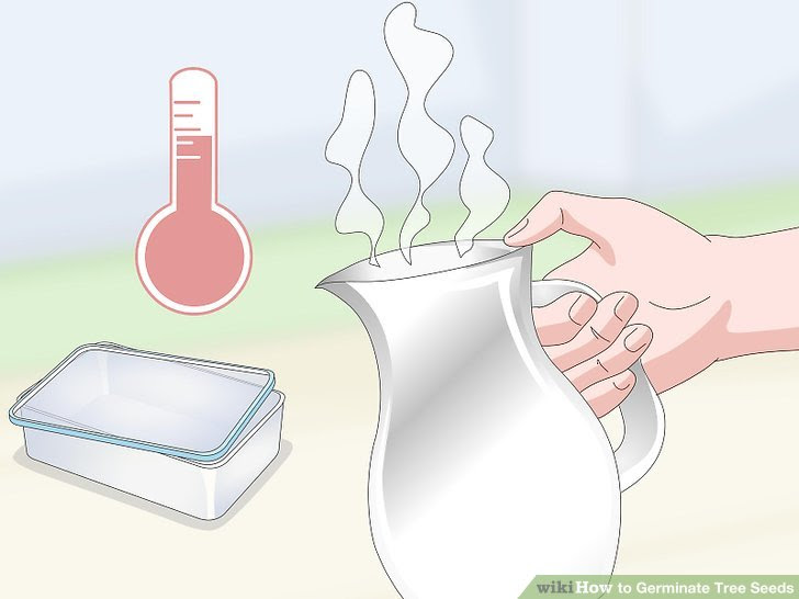 Germinate Tree Seeds Step 7 Version 3.jpg