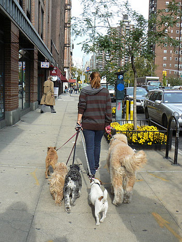promeneuse de chiens.jpg