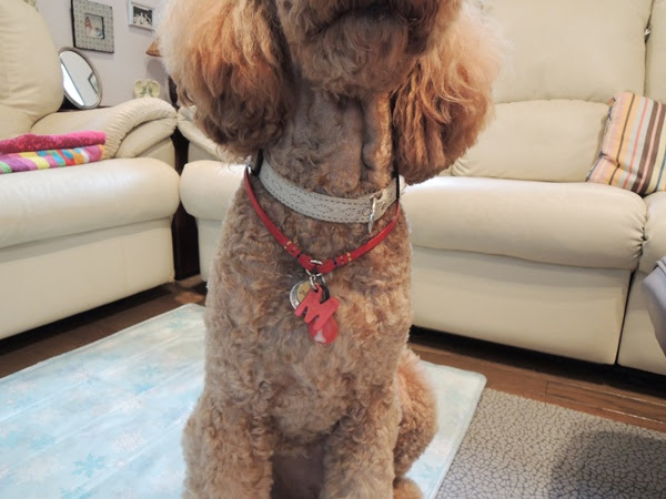チョーカー ルカとミエルの 今日も犬日和